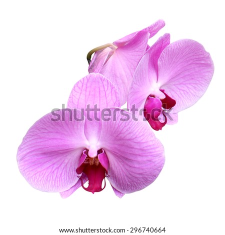 Pink orchid magenta Phalaenopsis flora macro plant isolated on white background.