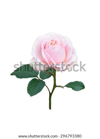Pink button rose isolated on  white background. 
