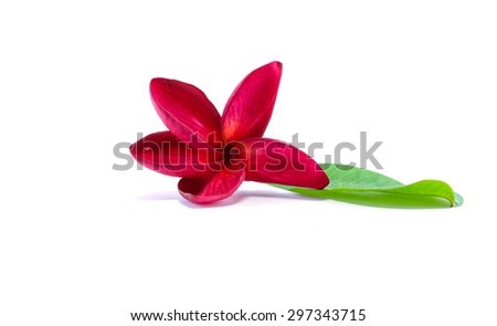 Red flower with green leaf isolated on white background