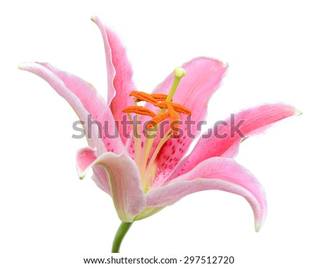 beautiful pink lily flower isolated on white