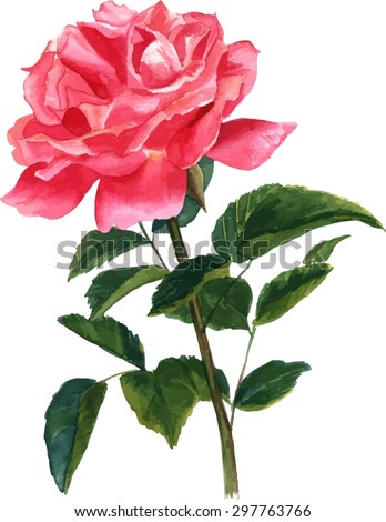 A vintage style watercolour drawing of a red rose, scalable vector graphic