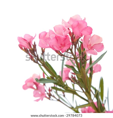 bright pink oleander flowers, isolated