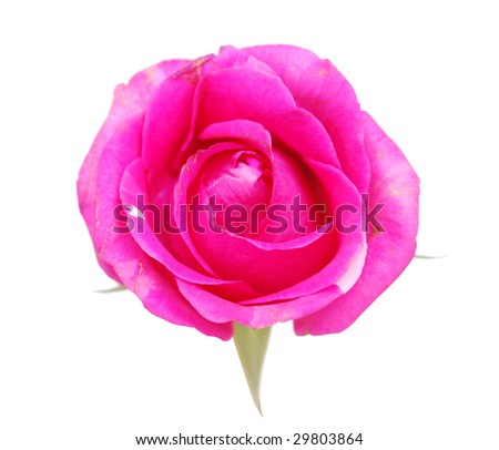 a pink rose on background white