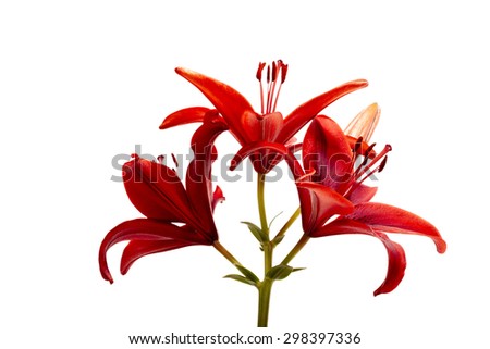 Attractive lilies red on white bottom