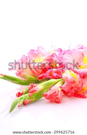 Gladiolus flowers on a white background