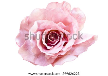 Pink rose deep focus isolated background