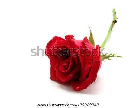 A red rose with stem and leaves on white background