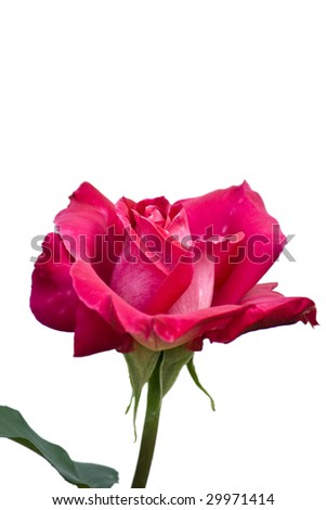 pink rose contrast isolated
