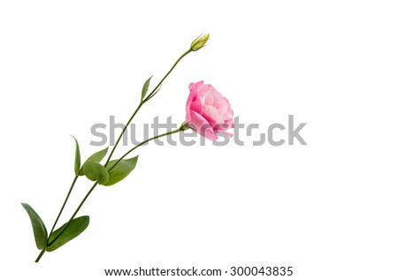 eustoma flower on a white background