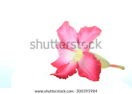 Desert rose isolated on white background