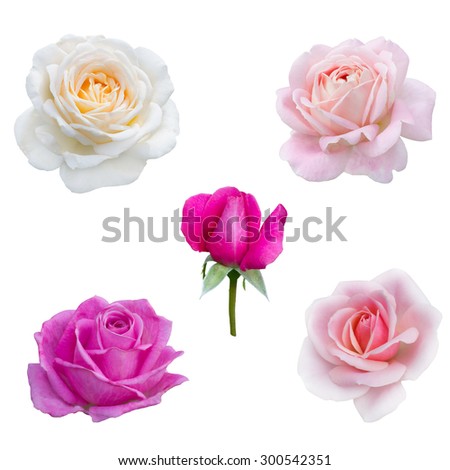 collage of five pink  roses isolated on white background