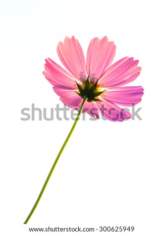 single red flower on natural sky background 