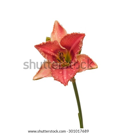 Bicolor pink miniature daylily in the drops of dew on a white background  isolated