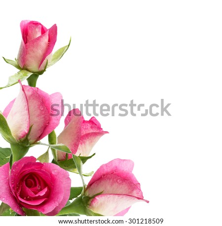 flower of pink roses on white background