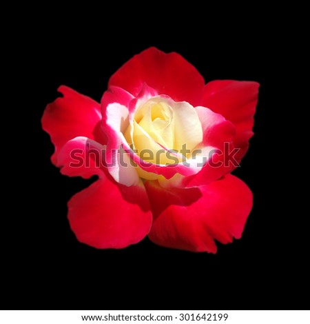 A motley rose isolated on a black background