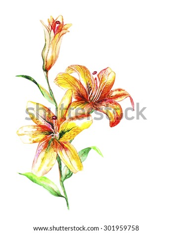 Lily. Gentle orange half-open bud. Watercolor art