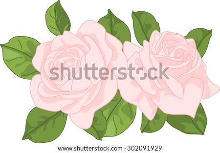 Vector bouquet of delicate pink roses on a white background.