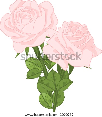 Vector bouquet of delicate pink roses on a white background.