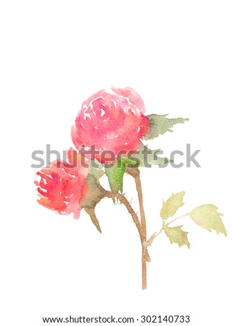 Two bloom roses on white ; watercolor illustrator