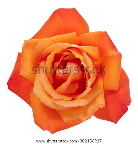 vibrant orange rose blossom isolated with clipping path