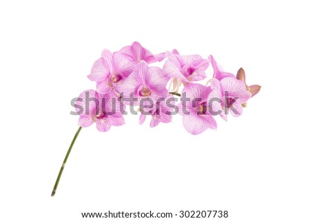 Beautiful orchids on white background isolated