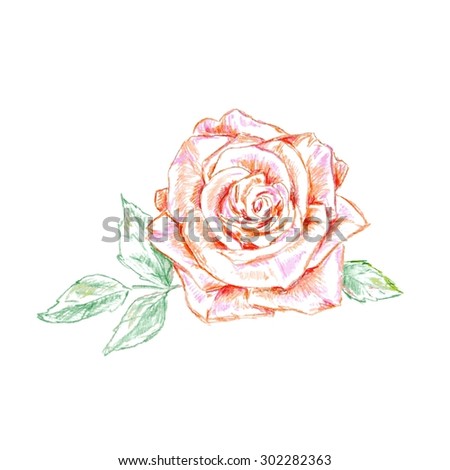 pencil sketch of the pink rose