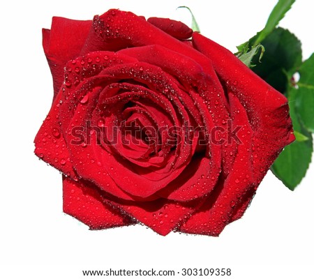A red Rose with water drops.