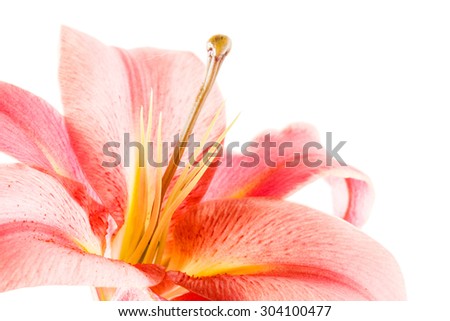 nice lily