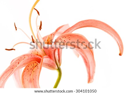 nice lily