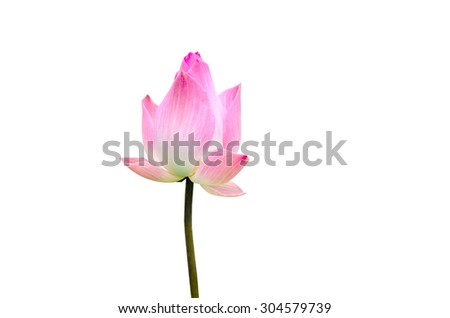 lotus on white background with path