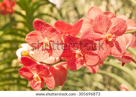 Vintage red orchid in farm