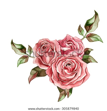 Watercolor pink roses on white background