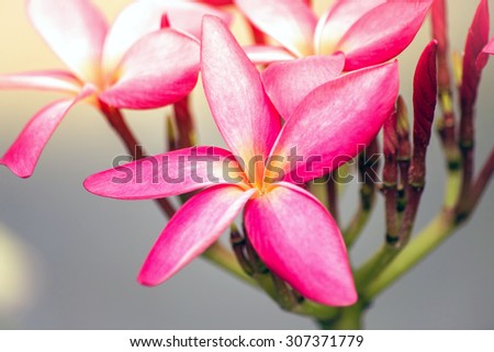 plumeria flower 