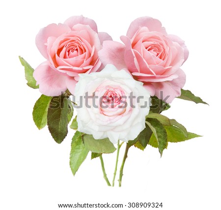 Rose flowers bunch isolated on white background