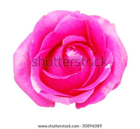 a pink rose background