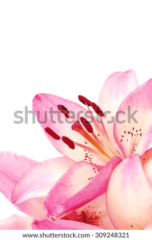 pink flowers of lily on a white background