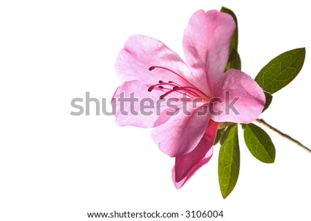 Pink 'Azalea' lit from behind, isolated on white.
