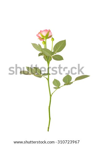 Pink garden rose and leaves,  viewed from the back or underside. Isolated on white background.
