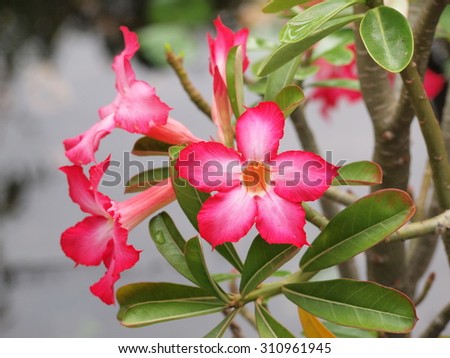 Pink flower - Desert Rose; Impala Lily