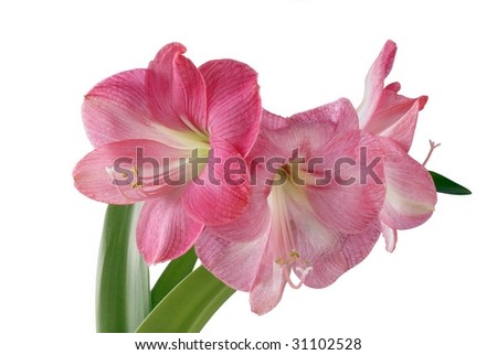 amaryllis pink flower