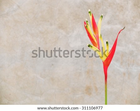 Flowers  on the wall background 