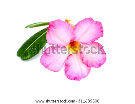 Close-up pink Desert Rose Flower or Adenium obesum isolated on white.