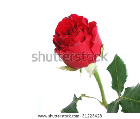 a single rose