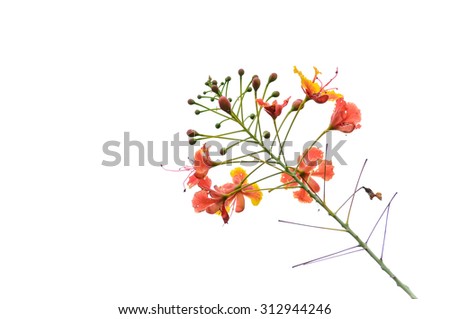Red Peacock Flower Caesalpinia pulcherrima, Barbados Pride branch isolated on white background.