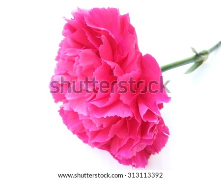 carnation flowers isolate is on white background