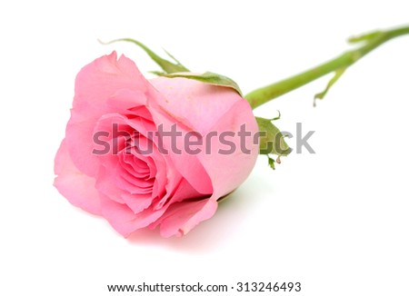 beautiful pink roses flower isolated on white background