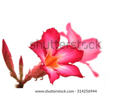  Impala Lily or desert rose or Mock Azalea isolate on white background