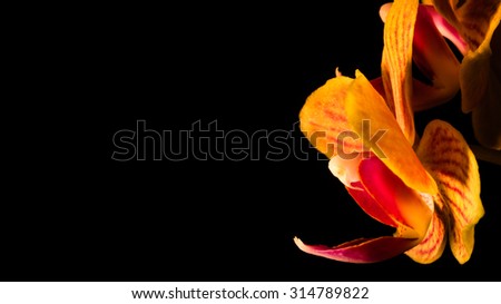 The moth orchid petals in profile with black background