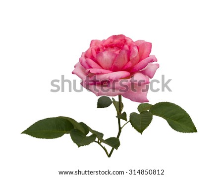 Pink rose isolated on  a white background. 