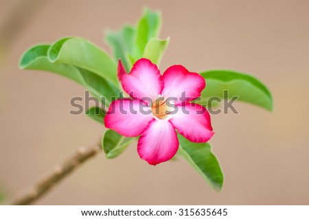 Hot pink Desert Rose flower, similar to frangipani, standing out against green leaves and a soft blurred tan background